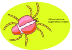 tick
